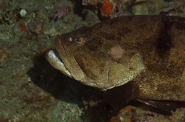 Thailand 2015 - Ko Tao - Merou Marron - Epinephelus fuscoguttatus _IMG_3509_rc